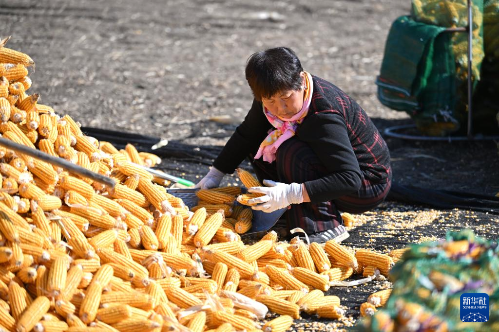 天津：秋收时节农事忙