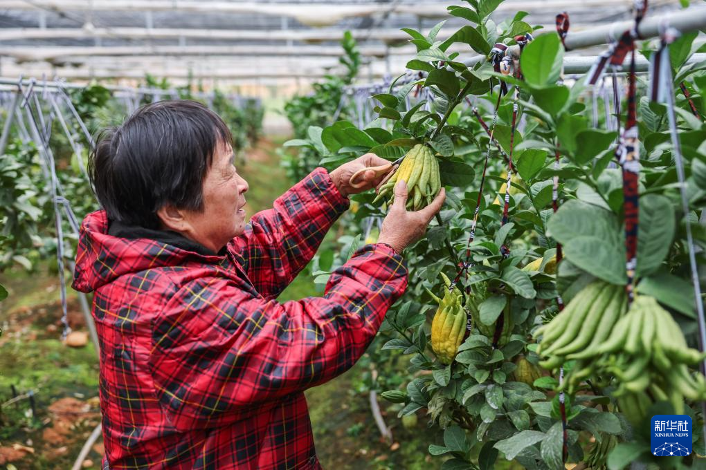 “佛手之乡”推进产业升级 助力乡村振兴