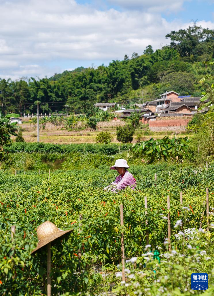 新时代中国调研行之文化中华丨茶马古道上的孔雀屏村