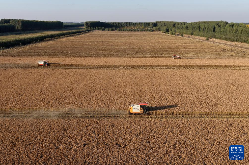 河北唐山:水稻迎来收获季