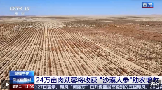 视频丨新疆肉苁蓉进入采收季 沙产业让沙漠化身“致富田”