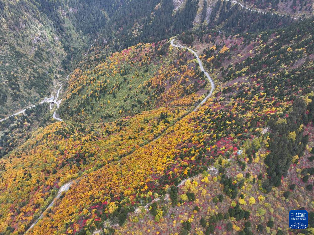 西藏林芝:色季拉山秋色浓