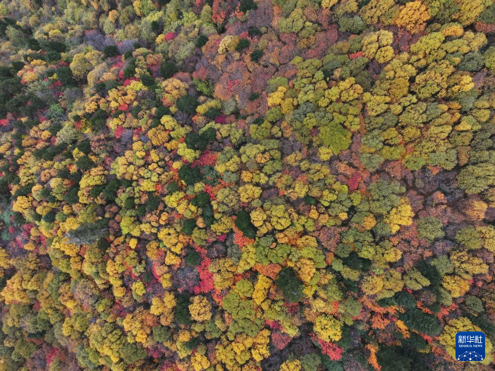 西藏林芝:色季拉山秋色浓