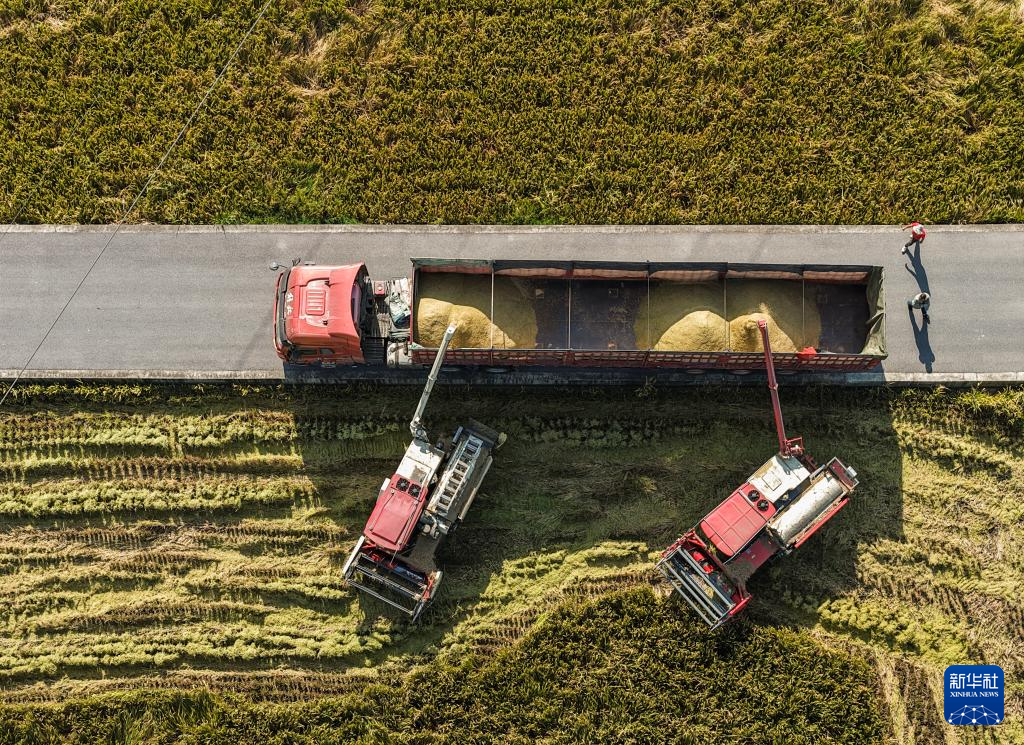 浙江湖州：万亩水稻迎丰收