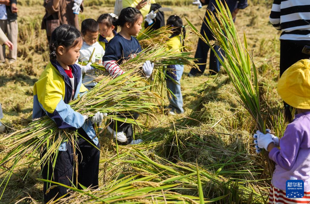 浙江湖州：万亩水稻迎丰收