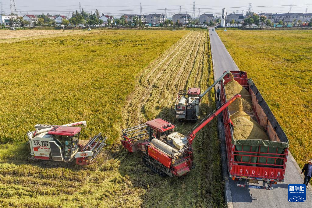 浙江湖州：万亩水稻迎丰收