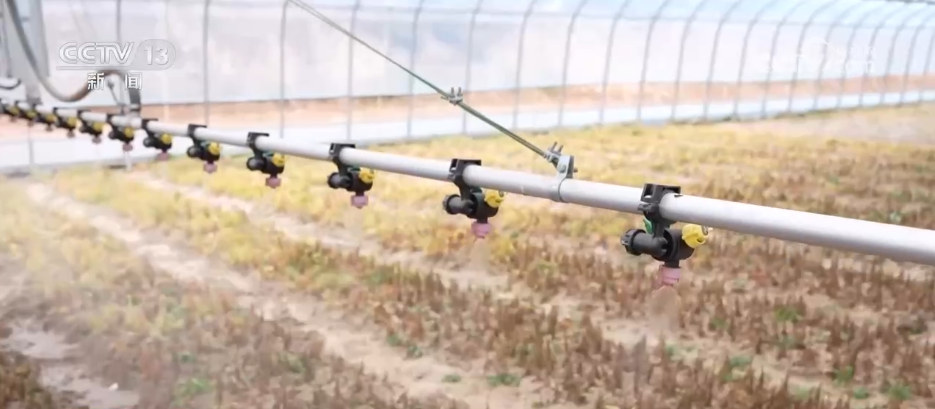 希望的田野迎来丰收季 五彩果蔬描绘乡村振兴新画卷