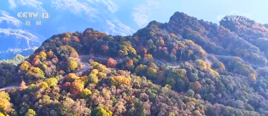 各地迎来秋日“限定版”美景 “文旅+”新场景新业态激发“赏秋经济”活力