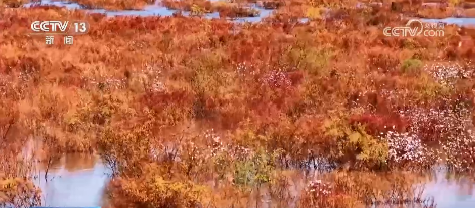 各地迎来秋日“限定版”美景 “文旅+”新场景新业态激发“赏秋经济”活力