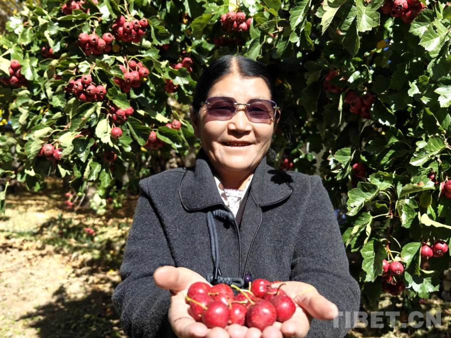 西藏山南：乡村美 生活暖