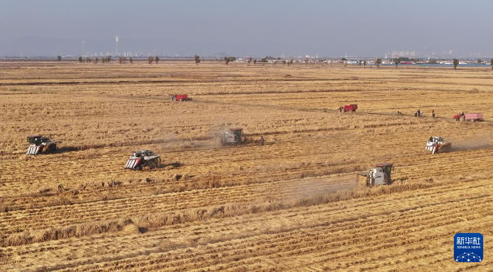 内蒙古鄂尔多斯：农民抢收忙