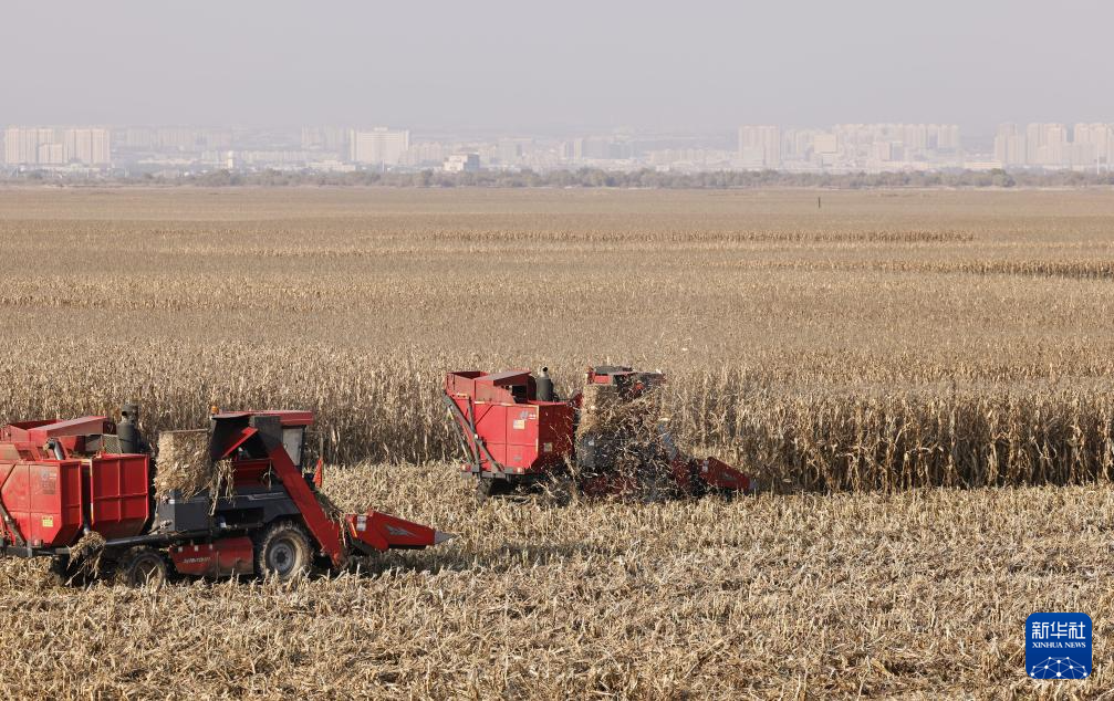 内蒙古鄂尔多斯：农民抢收忙