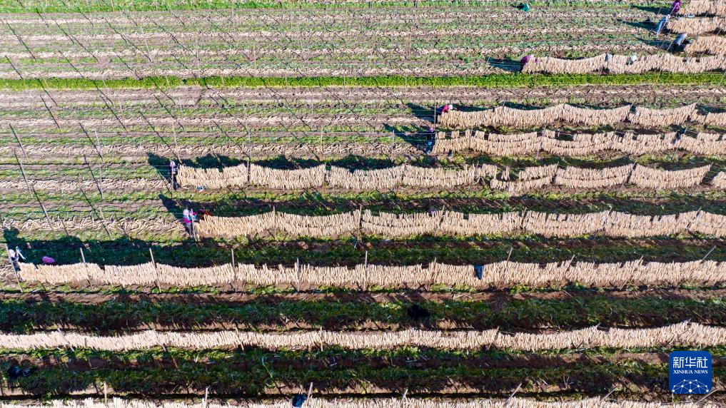宁夏红寺堡萝卜丰收