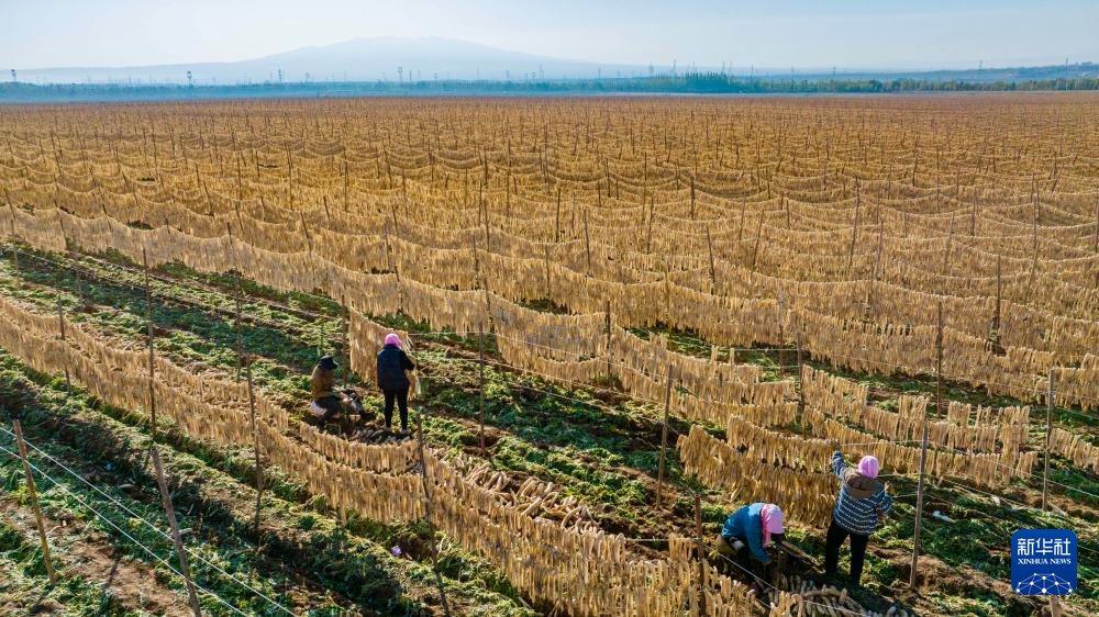 宁夏红寺堡萝卜丰收