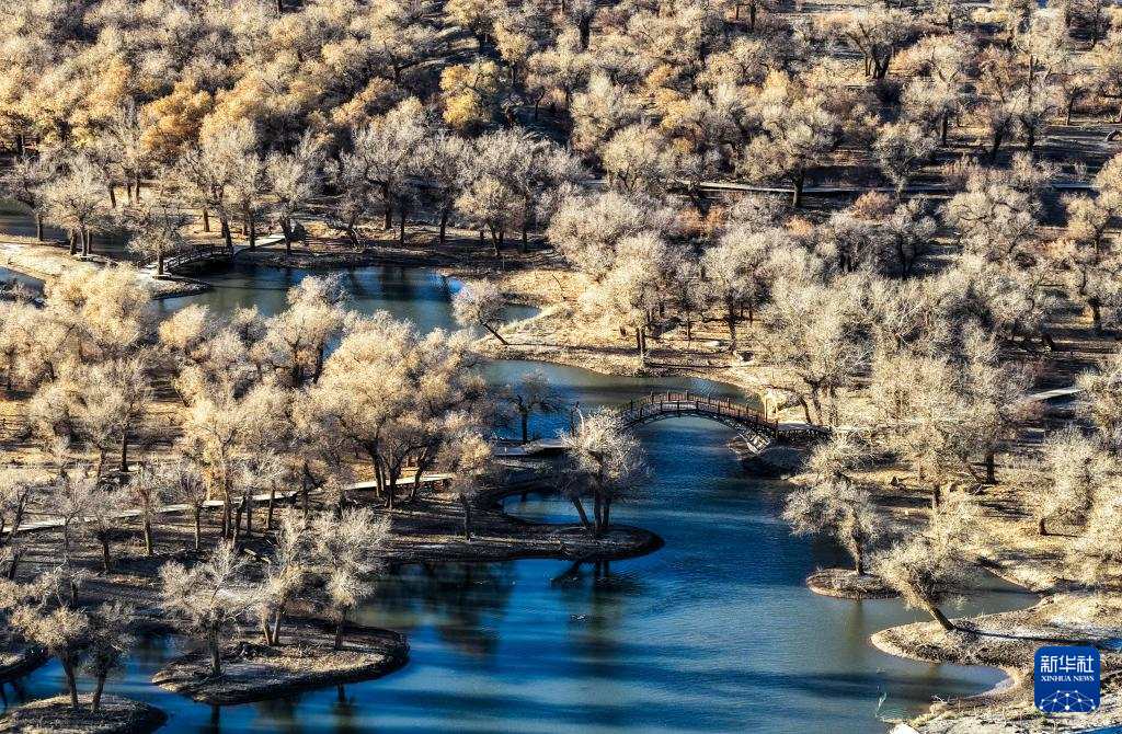 美丽中国丨额济纳:晚秋胡杨美