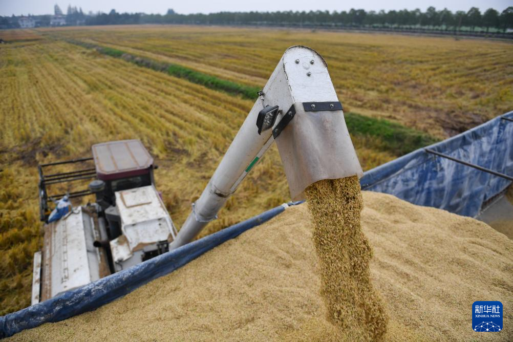 洞庭湖畔 新农人迎接“收稻季”