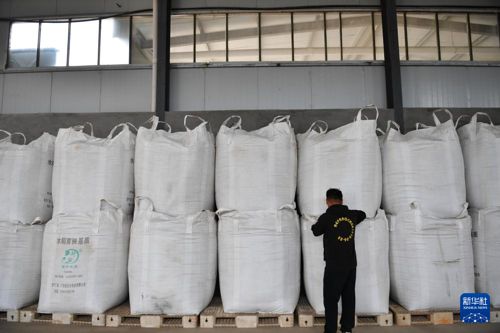 洞庭湖畔 新农人迎接“收稻季”