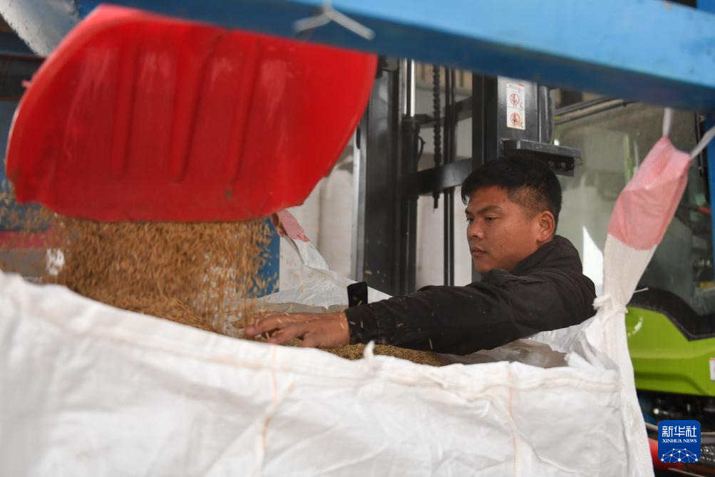 洞庭湖畔 新农人迎接“收稻季”