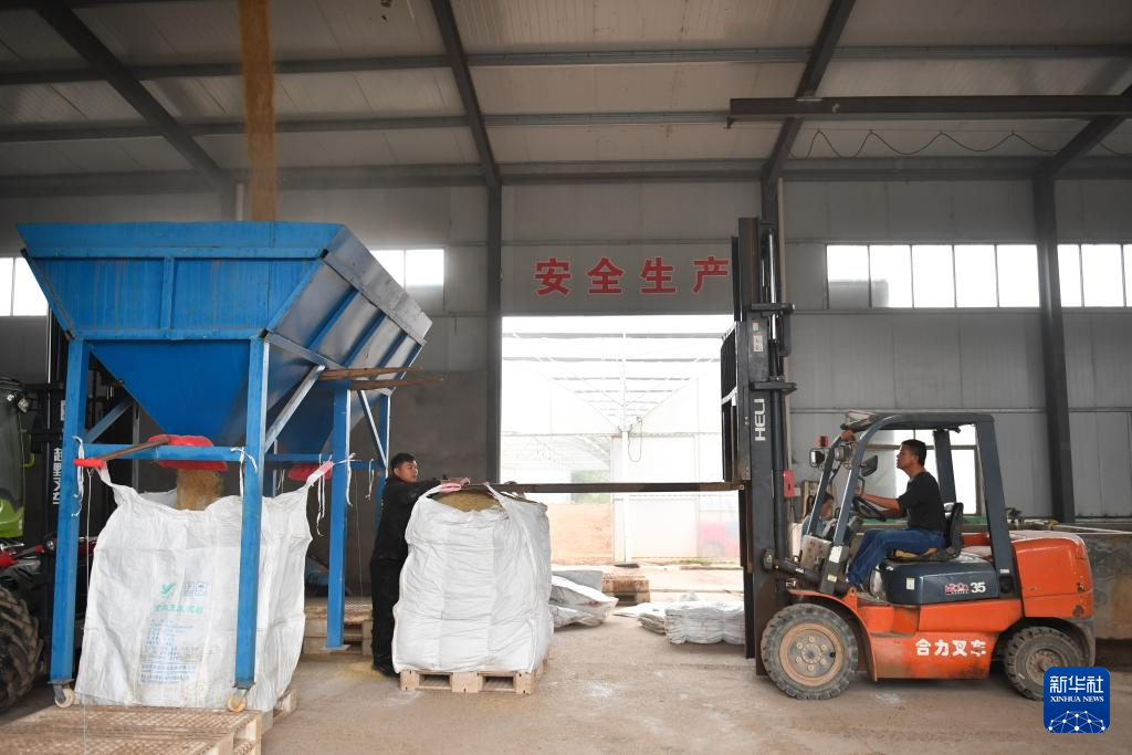 洞庭湖畔 新农人迎接“收稻季”