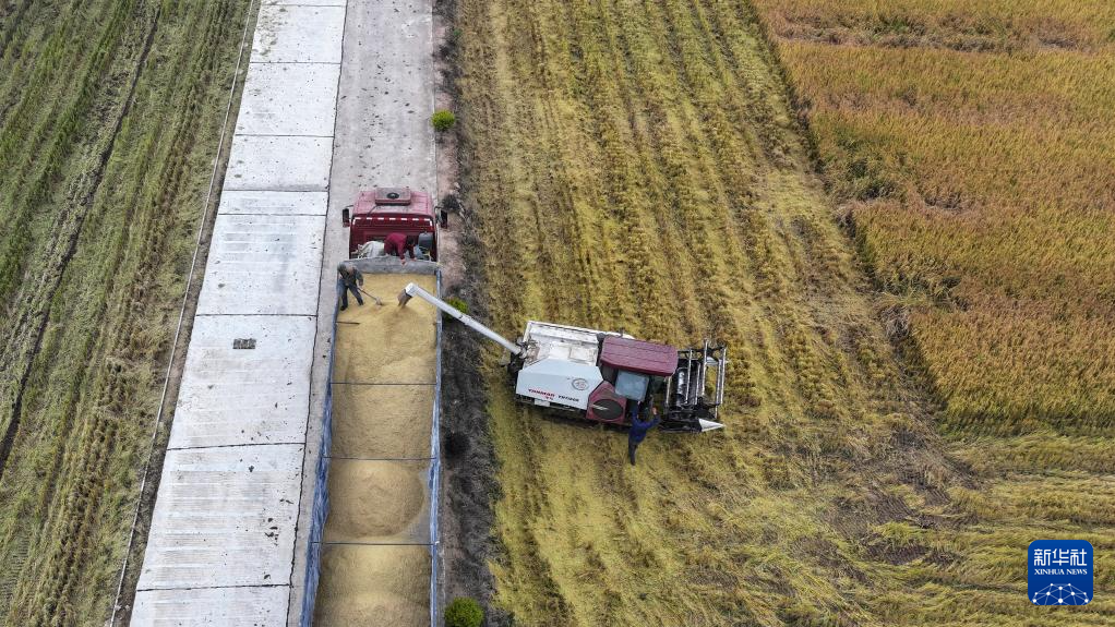 洞庭湖畔 新农人迎接“收稻季”