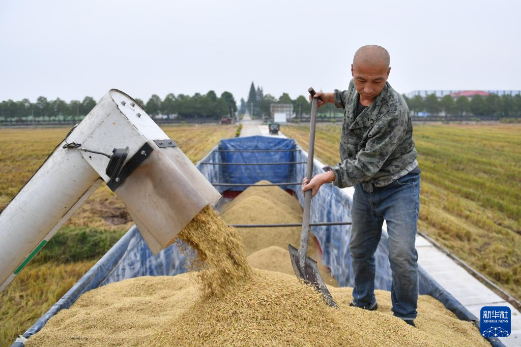 洞庭湖畔 新农人迎接“收稻季”