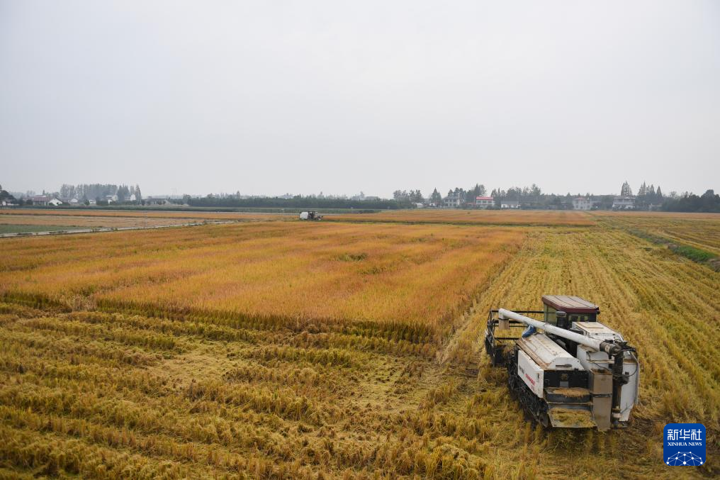 洞庭湖畔 新农人迎接“收稻季”