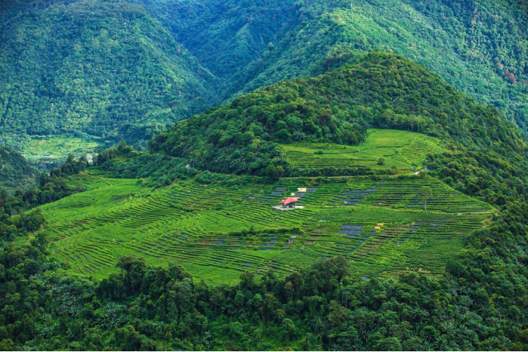 茶香漫峡谷 绿叶变“金叶”——西藏墨脱采茶人劳务品牌的2025年答卷 茶香漫峡谷 绿叶变“金叶”——西藏墨脱采茶人劳务品牌的2025年答卷