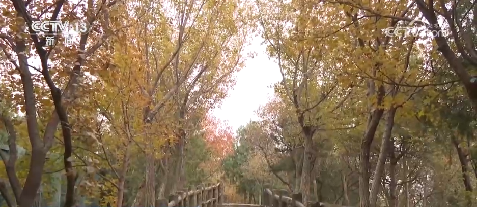 特色赏秋游热潮澎湃 “文旅+”新场景新业态激发“秋日经济”活力