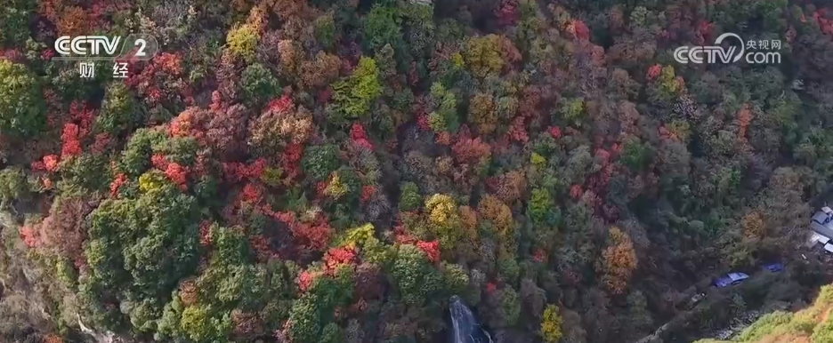 “秋日经济”活力满满 “赏秋+”催动文旅消费“热”力四射