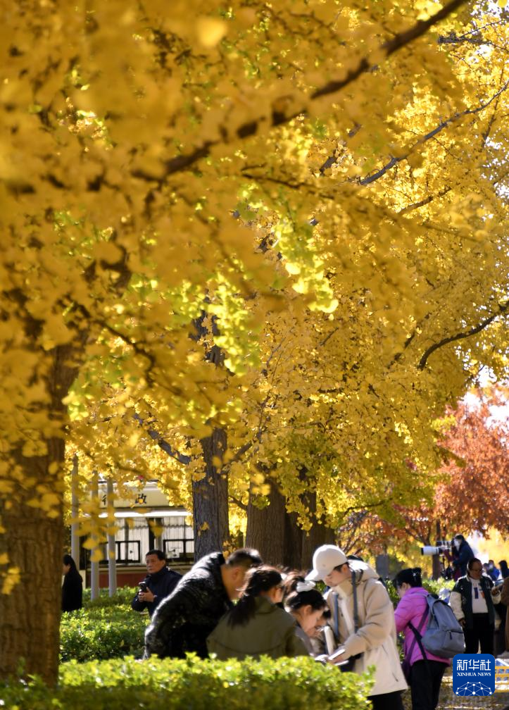 秋叶漫舞映京城