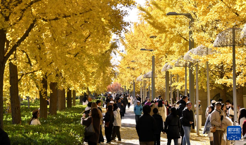 秋叶漫舞映京城