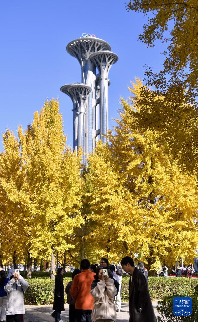 秋叶漫舞映京城