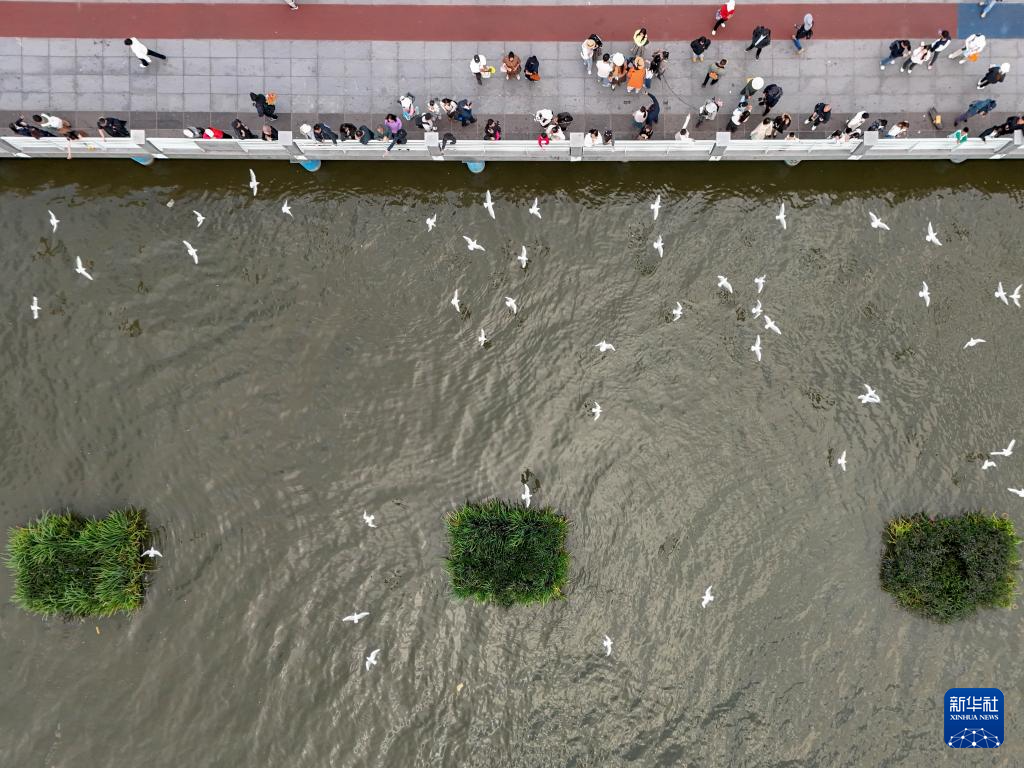 滇池畔的“约定”：四十载“春城”人鸥情