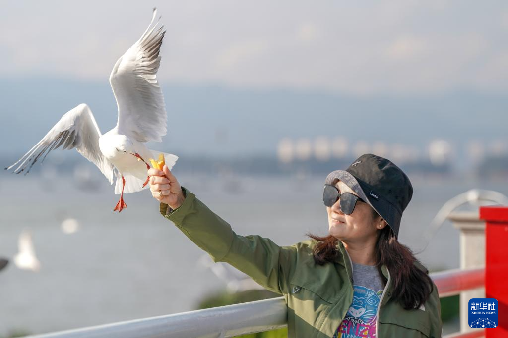 滇池畔的“约定”：四十载“春城”人鸥情