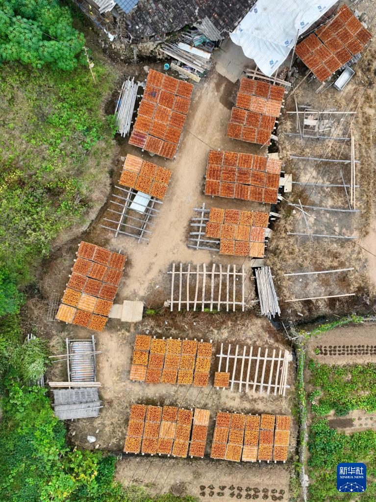 福建永泰：金秋送爽晒好“柿”