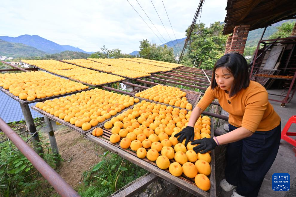 福建永泰：金秋送爽晒好“柿”