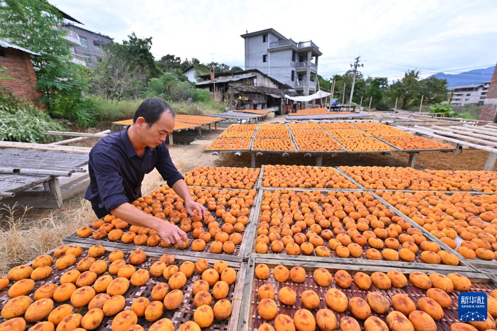 福建永泰：金秋送爽晒好“柿”