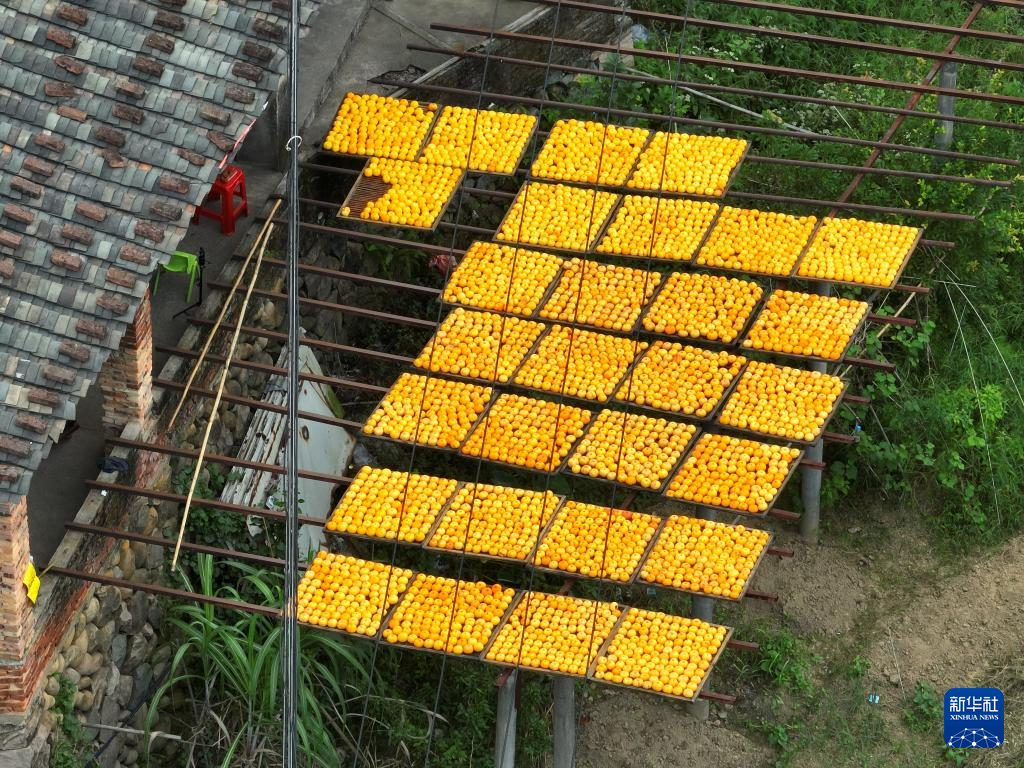 福建永泰：金秋送爽晒好“柿”