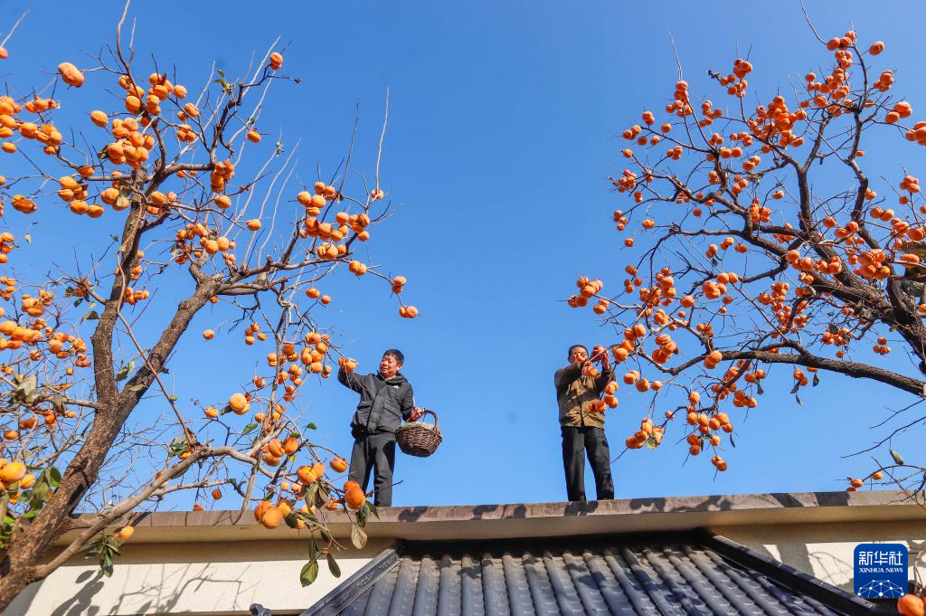秋日“丰”景好