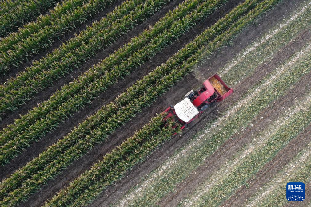 秋日“丰”景好