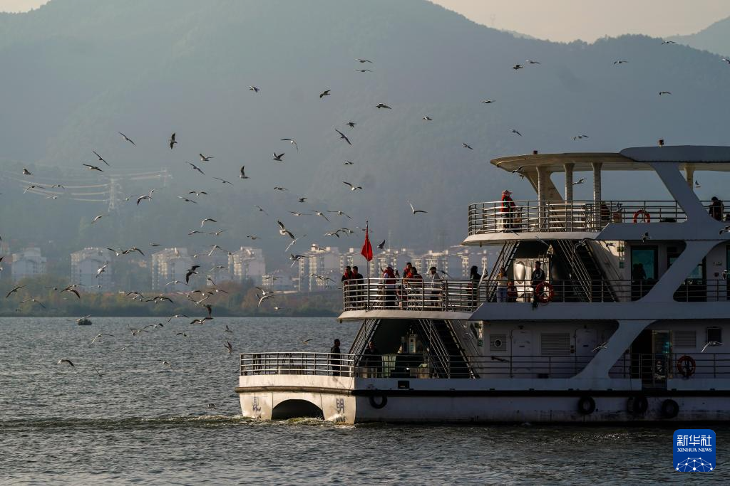 滇池畔的“约定”:四十载“春城”人鸥情