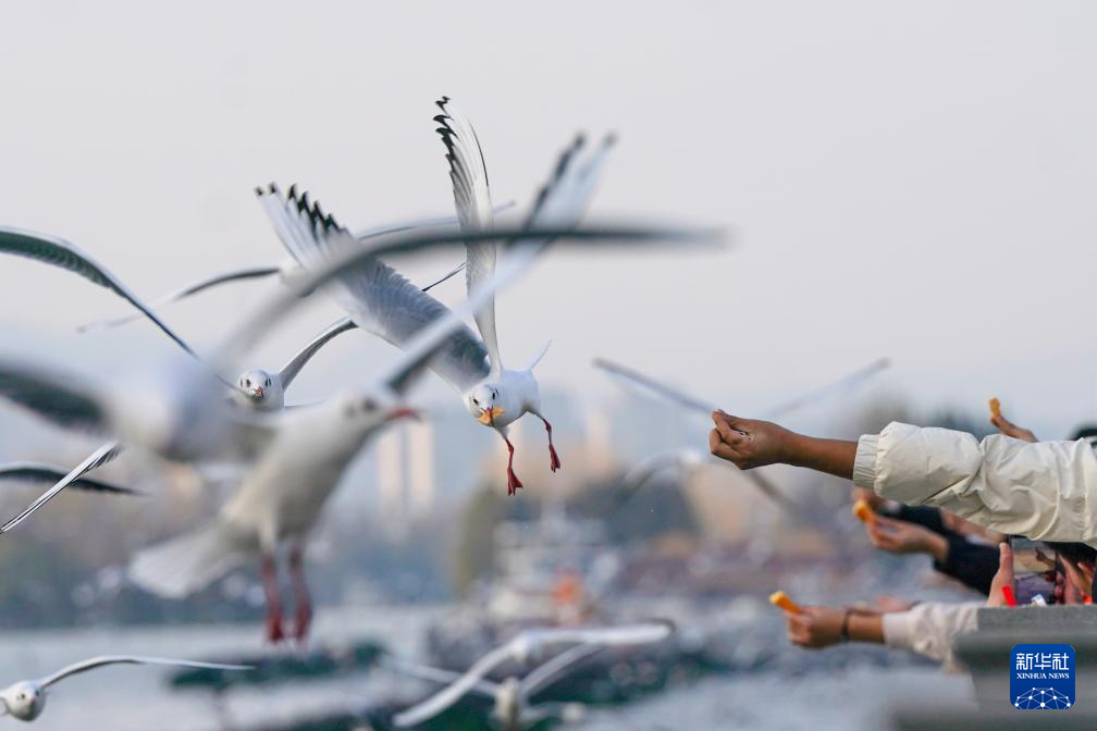 滇池畔的“约定”:四十载“春城”人鸥情