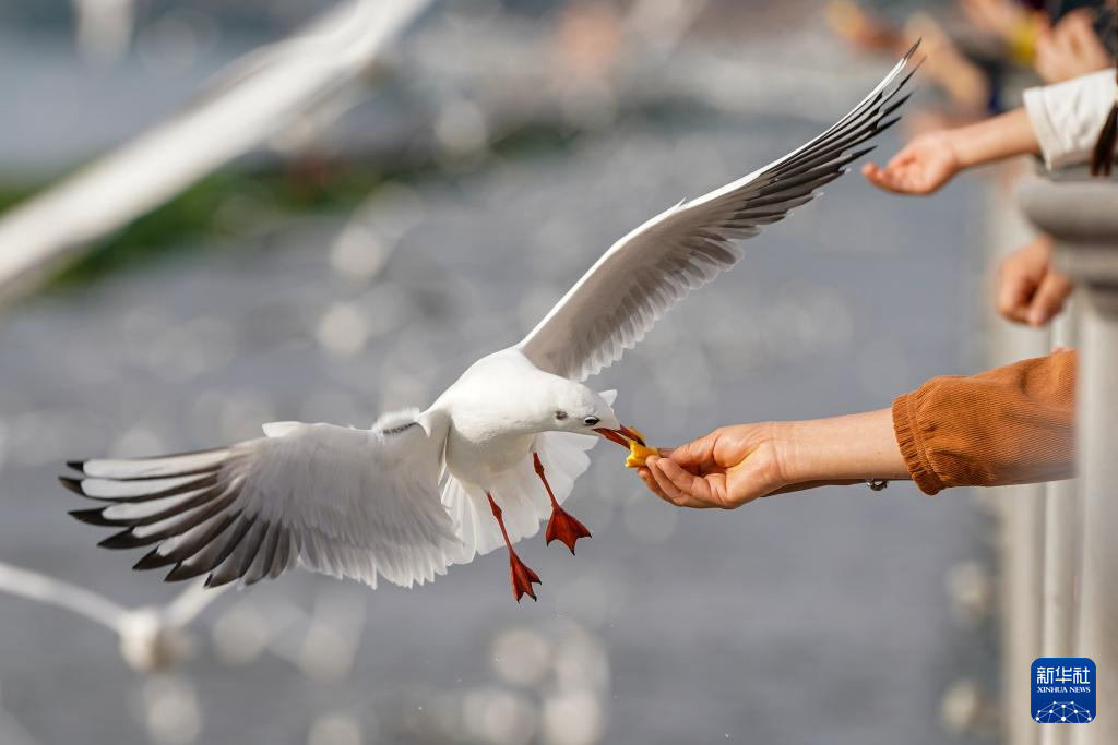 滇池畔的“约定”:四十载“春城”人鸥情