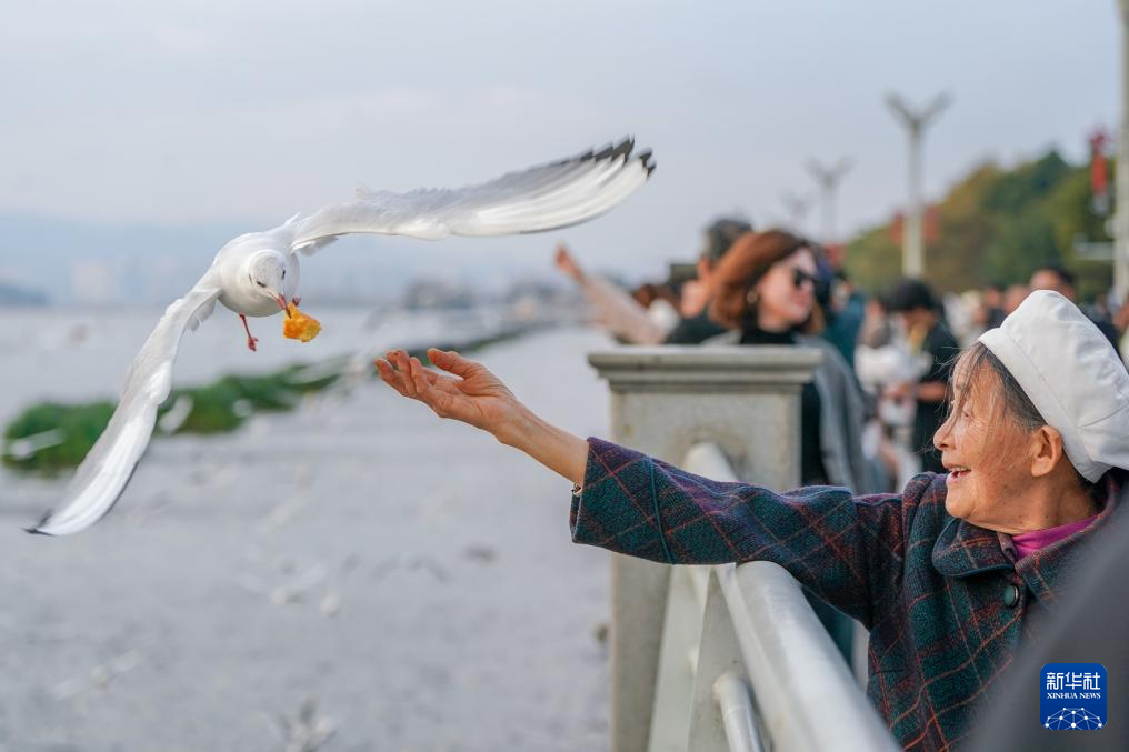 滇池畔的“约定”:四十载“春城”人鸥情
