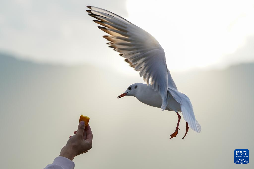 滇池畔的“约定”:四十载“春城”人鸥情