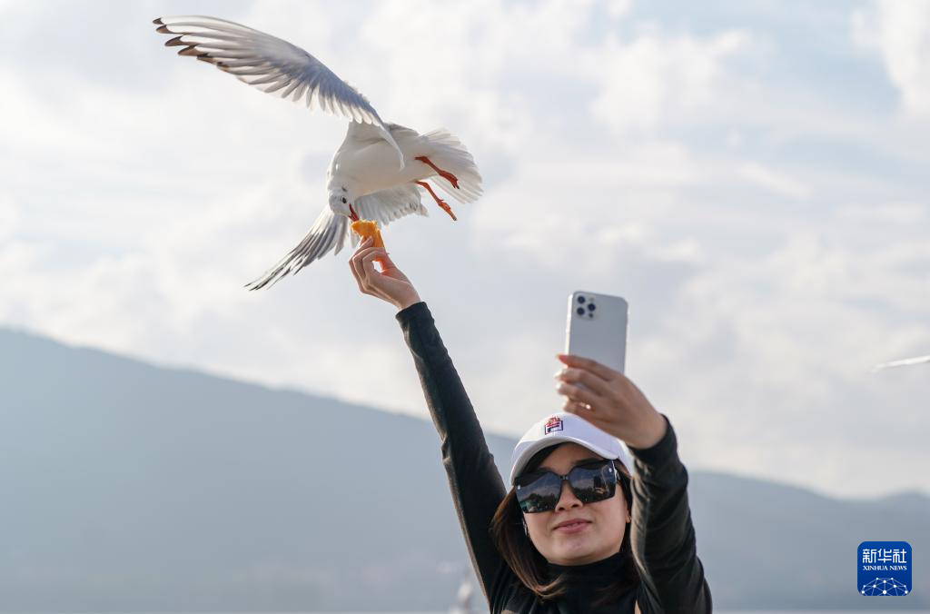 滇池畔的“约定”:四十载“春城”人鸥情