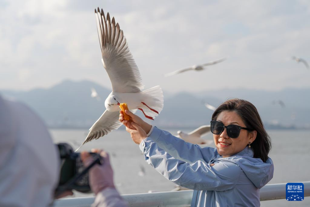 滇池畔的“约定”:四十载“春城”人鸥情