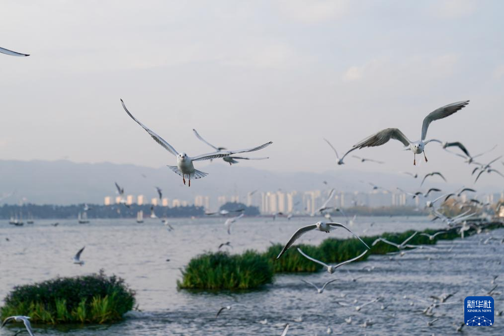 滇池畔的“约定”:四十载“春城”人鸥情