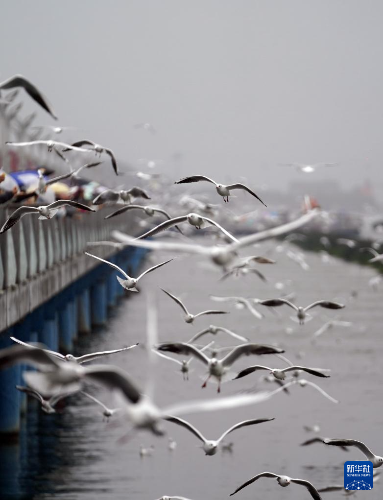 滇池畔的“约定”:四十载“春城”人鸥情