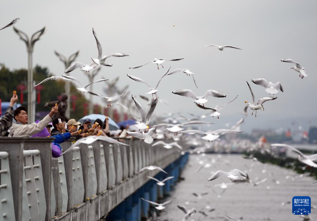 滇池畔的“约定”:四十载“春城”人鸥情